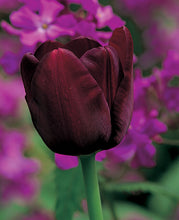 Afbeelding in Gallery-weergave laden, Queen of Night. Bestel je tulpen nu eenvoudig online en plant dit ze dit najaar voor een mooie kleurrijke tuin of terras in het voorjaar!  
