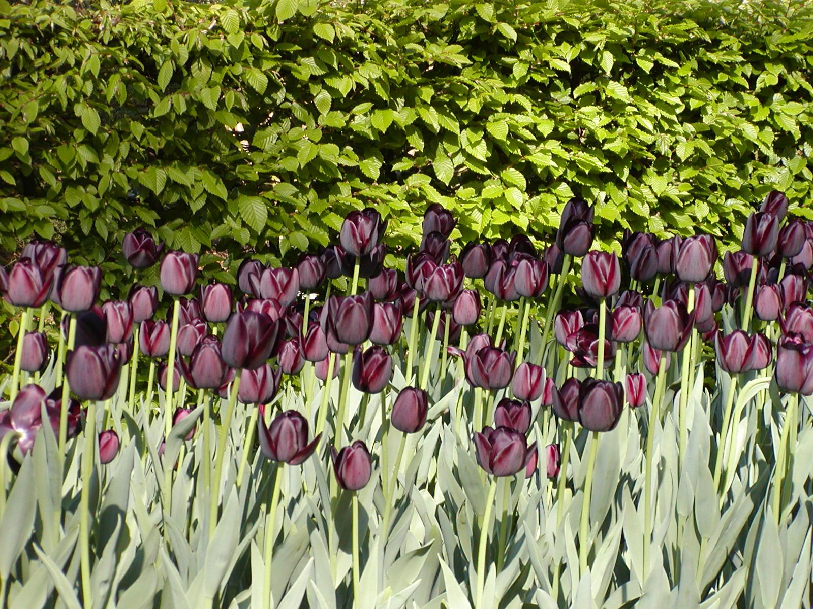 Tulp Queen of Night, bestel ze nu eenvoudig online op www.bulbes.net 