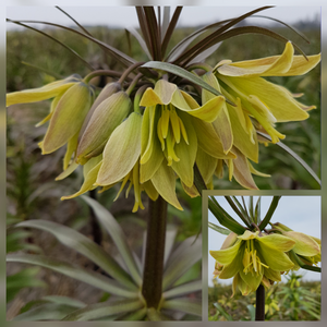 Fritillaria Raddeana      (Fritillaria Imperialis Lutea)  Prachtige nieuwe en vrij exclusieve soort met grote lichtgroene-gele  bloemen op een donkere steel.