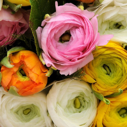 Ranunculus gemengd.     Bestel ze nu eenvoudig online en plant ze dit voorjaar voor een mooie kleurrijke tuin of terras in de zomer!