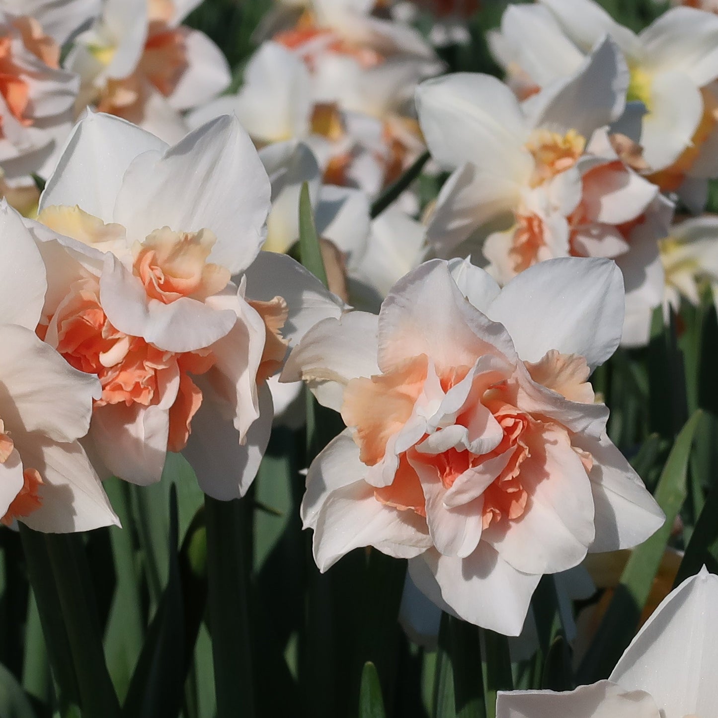 Narcis Replete                (Dubbele narcis)  Soort uit Amerika, 1975, veredelaar Murray Evans  Witte dubbelbloemige narcis met een opvallend oranje-zalmroze kroon die verder naar rose kleurt.
