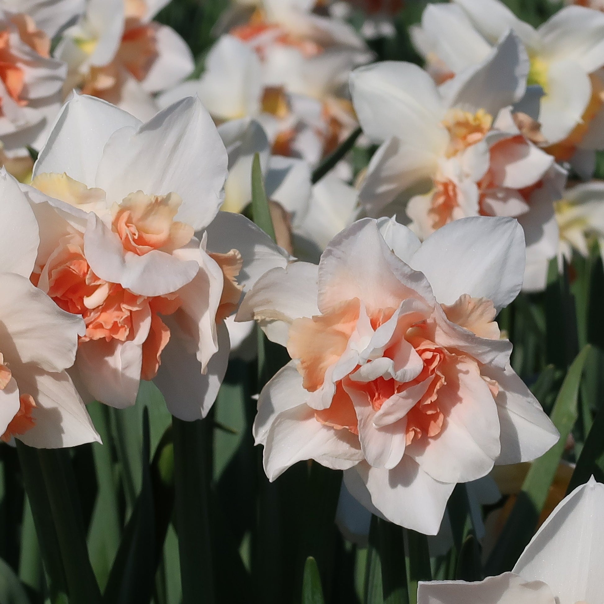 Narcis Replete                (Dubbele narcis)  Soort uit Amerika, 1975, veredelaar Murray Evans  Witte dubbelbloemige narcis met een opvallend oranje-zalmroze kroon die verder naar rose kleurt.