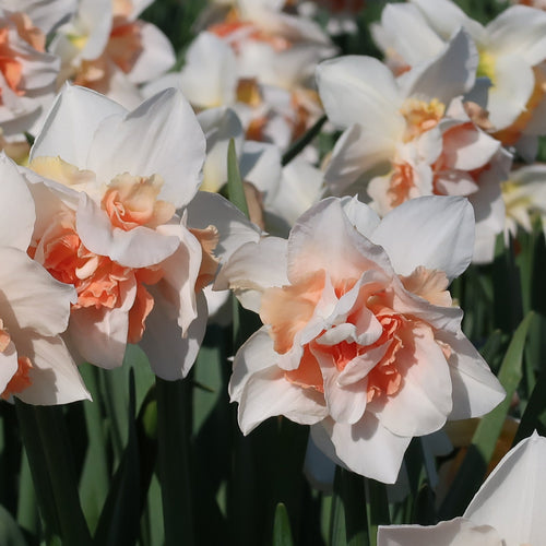 Narcis Replete                (Dubbele narcis)  Soort uit Amerika, 1975, veredelaar Murray Evans  Witte dubbelbloemige narcis met een opvallend oranje-zalmroze kroon die verder naar rose kleurt.