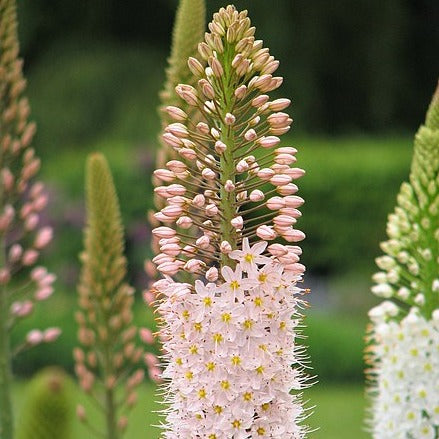 Eremurus robustus 