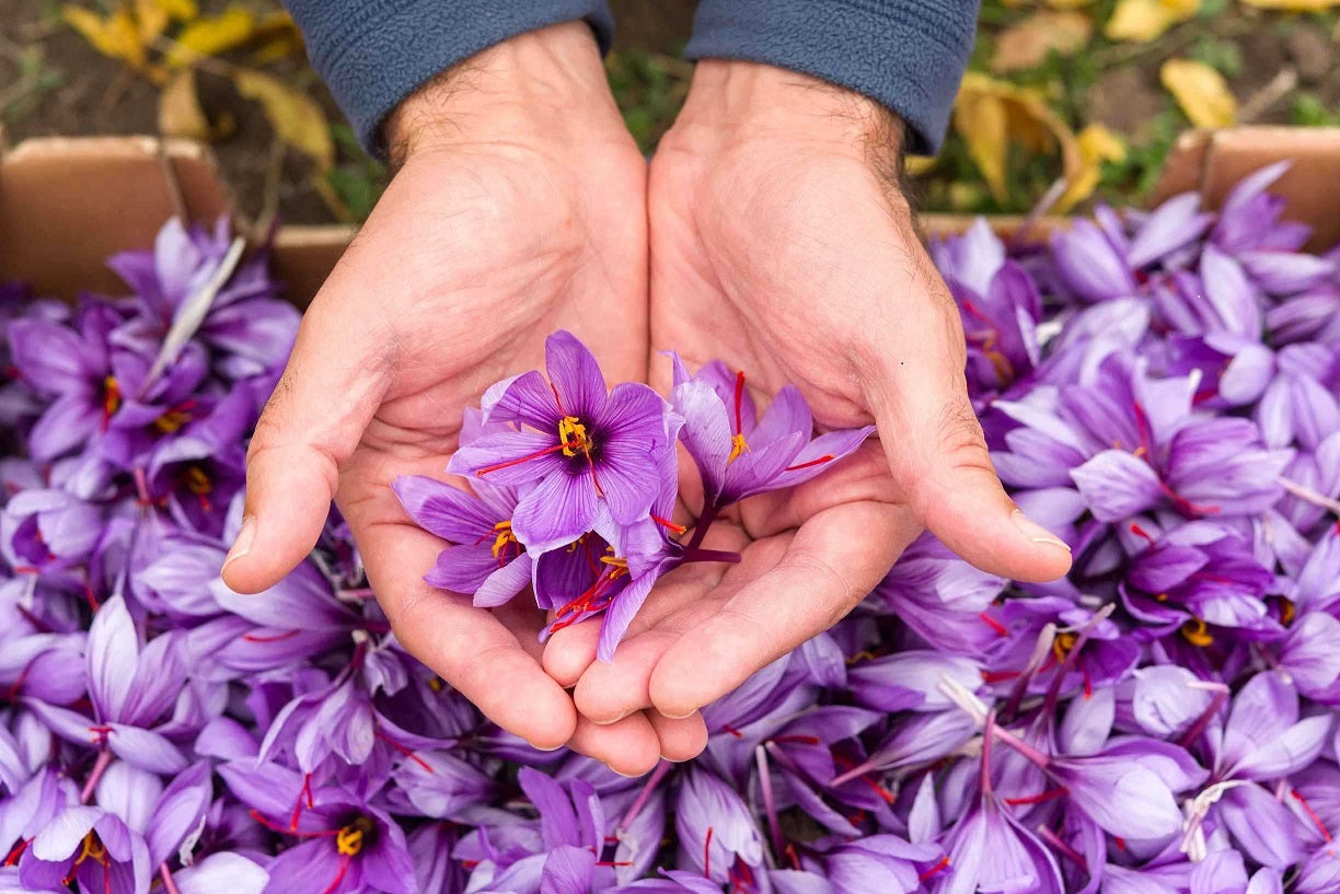 Crocus Sativus (saffraancrocus).  Onze bollen zijn 100 % Nederlands geteeld.  Bestel ze nu online 