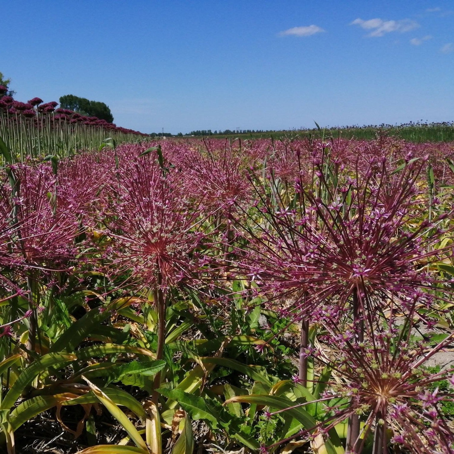 Allium Schubertii op het veld 