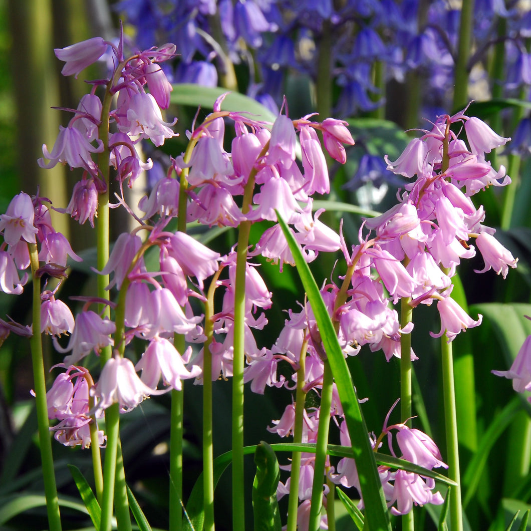 Hyacinthoides Hispanica roze     (syn. Scilla Campanulata, of  Spaanse Hyacint)  Klokvormige roze bloemen in losse trossen.