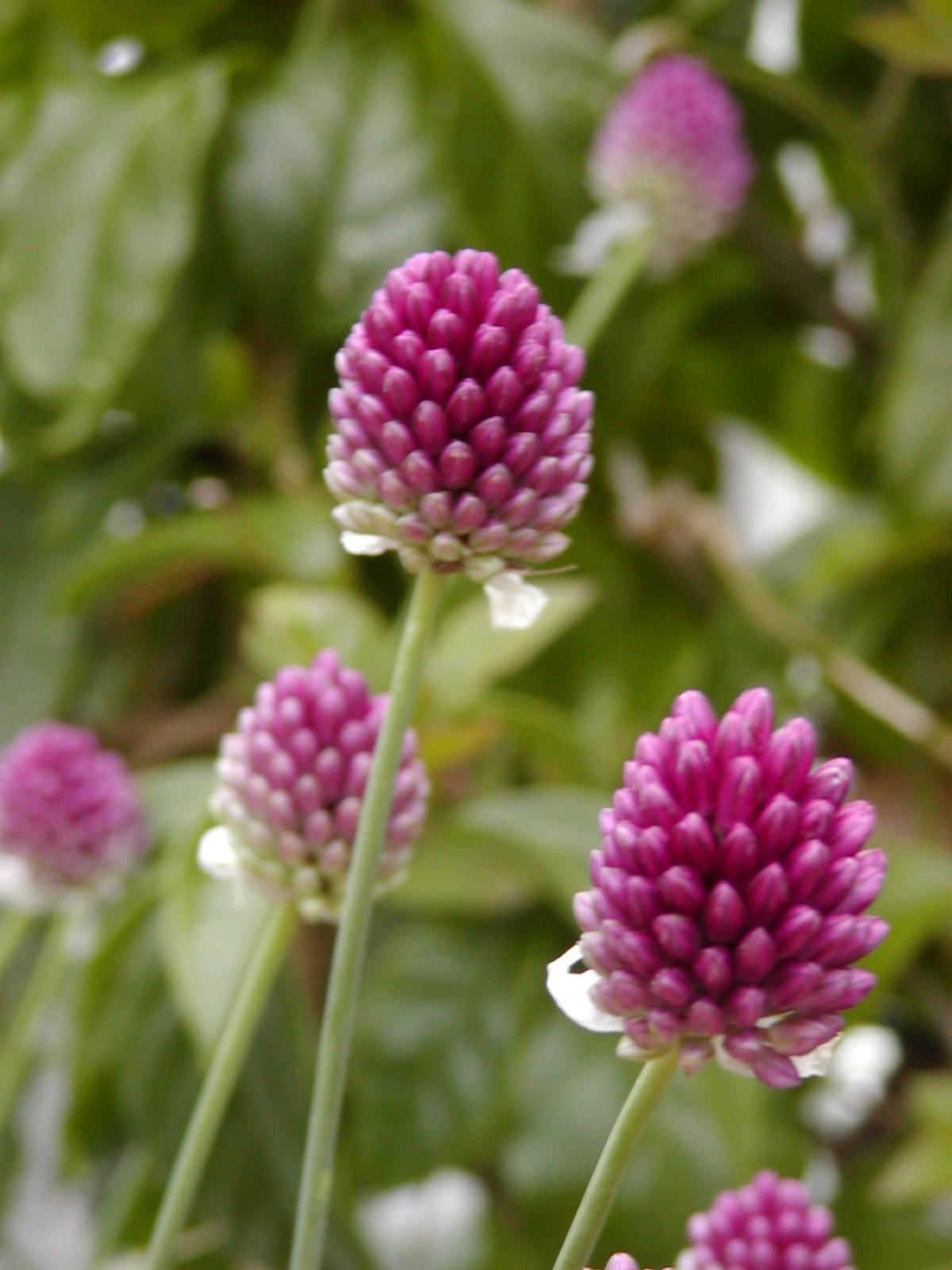 Allium sphaerocephalon.  De meeldraden steken ver uit het bloemdek waardoor insecten er goed bij kunnen komen. Het trommelstokje is dan ook één van de meest bijenvriendelijke bolgewassen die er zijn.
