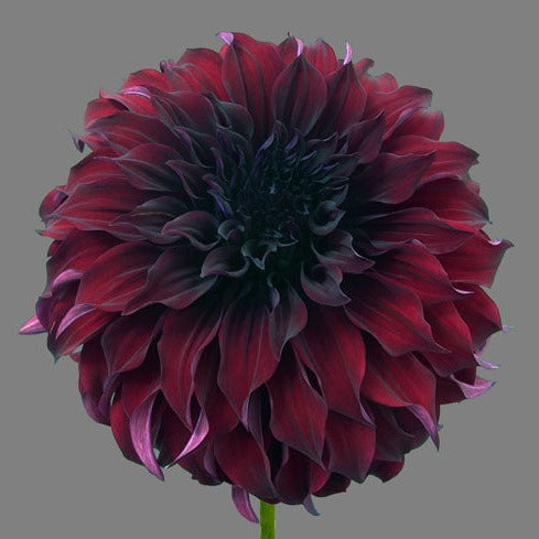 Dahlia Spartacus is een grootbloemige decoratieve dahlia met goed gevulde bloemen (25cm) en brede platte, donkerrode bloemblaadjes.