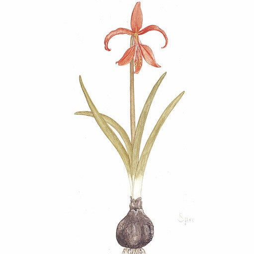 Sprekelia      (Formosissima) Bijnamen oa Goudlelie of Jacobslelie.  Warm en zonnige plaats in de tuin.  Mooi rode kleur van bloem