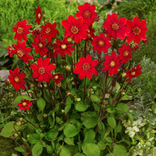 Afbeelding in Gallery-weergave laden, Deze rode topmix Dahlia is een dankbare zomerbloeier die je maandenlang plezier geeft. Deze Dahlia bloeit de hele zomer van juli tot de eerste nachtvorst.
