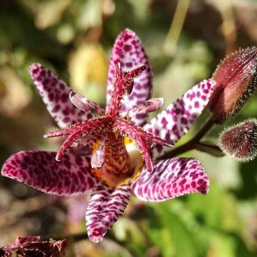 Tricyrtis Hirta.  Intrigerende vaste plant die ook wel bosorchidee of Paddelelie wordt genoemd. Zeer originele bloemen.  