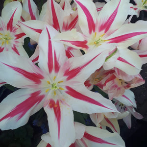   Lilienblütige  Tulpe  Marilyn