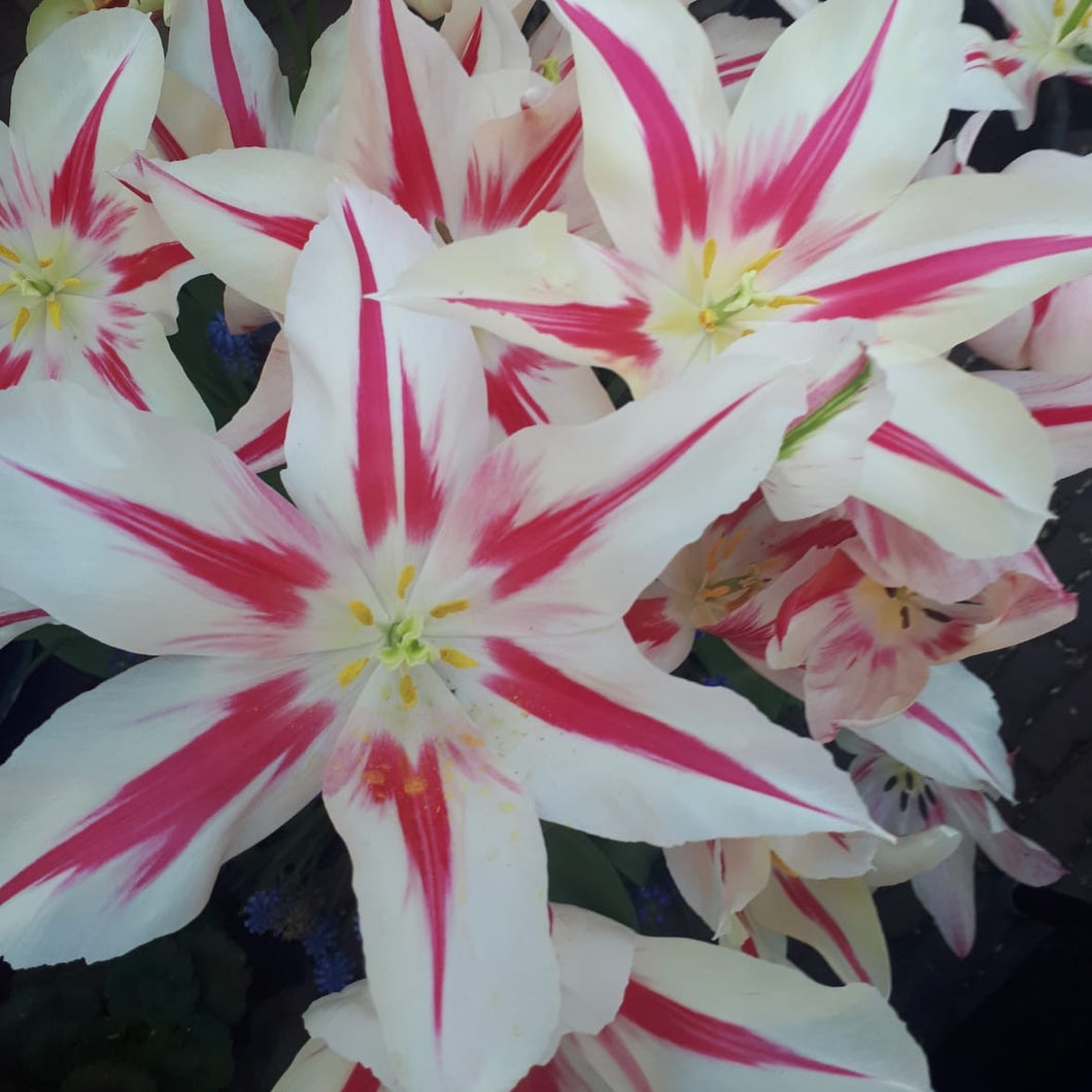   Lilienblütige  Tulpe  Marilyn