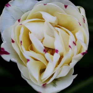 Tulp Danceline, vrij nieuwe dubbele tulp.  Bestel uw bloembollen makkelijk online bij Alkemade LTJ