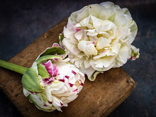 Afbeelding in Gallery-weergave laden, Tulp Danceline. De kleine rode accentjes geven de witte bloem extra aanzien
