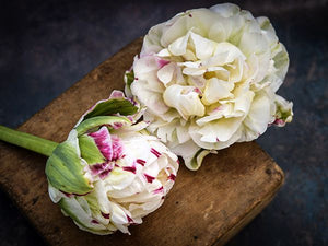 Tulp Danceline. De kleine rode accentjes geven de witte bloem extra aanzien