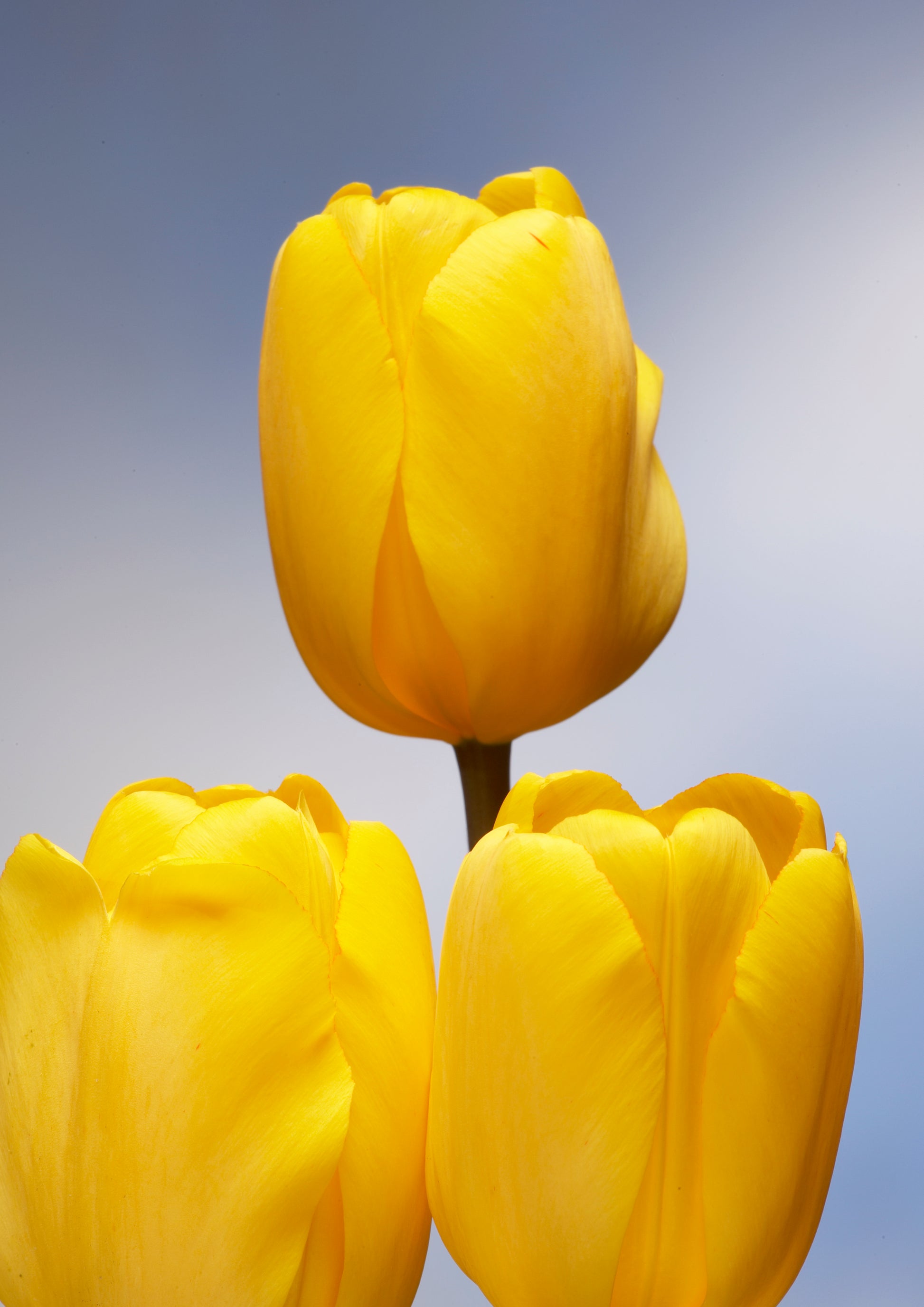 Gele darwin tulpen, altijd mooi