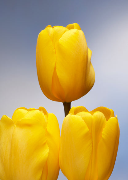 Gele darwin tulpen, altijd mooi