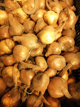Afbeelding in Gallery-weergave laden, bollen van colchicum (Herfsttijloos) 
