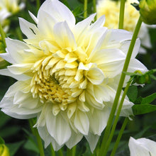 Afbeelding in Gallery-weergave laden, Dahlia White Perfection.   Een decoratieve Dahlia met zeer grote bloemen die behoorlijk rijk bloeit.  Een aanrader voor wie houdt van grote, witte romantische bloemen in zijn tuin.
