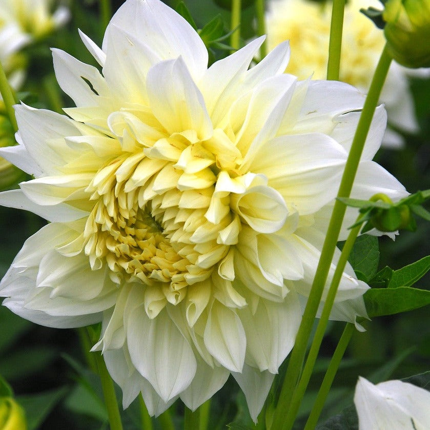 Dahlia White Perfection.   Een decoratieve Dahlia met zeer grote bloemen die behoorlijk rijk bloeit.  Een aanrader voor wie houdt van grote, witte romantische bloemen in zijn tuin.