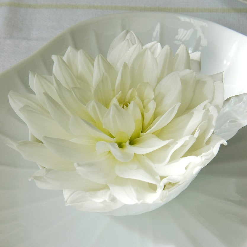 Dahlia White Perfection. Een decoratieve Dahlia met zeer grote bloemen.  Dahlia's bloeien heel de zomer.