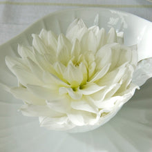 Charger l&#39;image dans la galerie, Dahlia White Perfection. Een decoratieve Dahlia met zeer grote bloemen.  Dahlia&#39;s bloeien heel de zomer.
